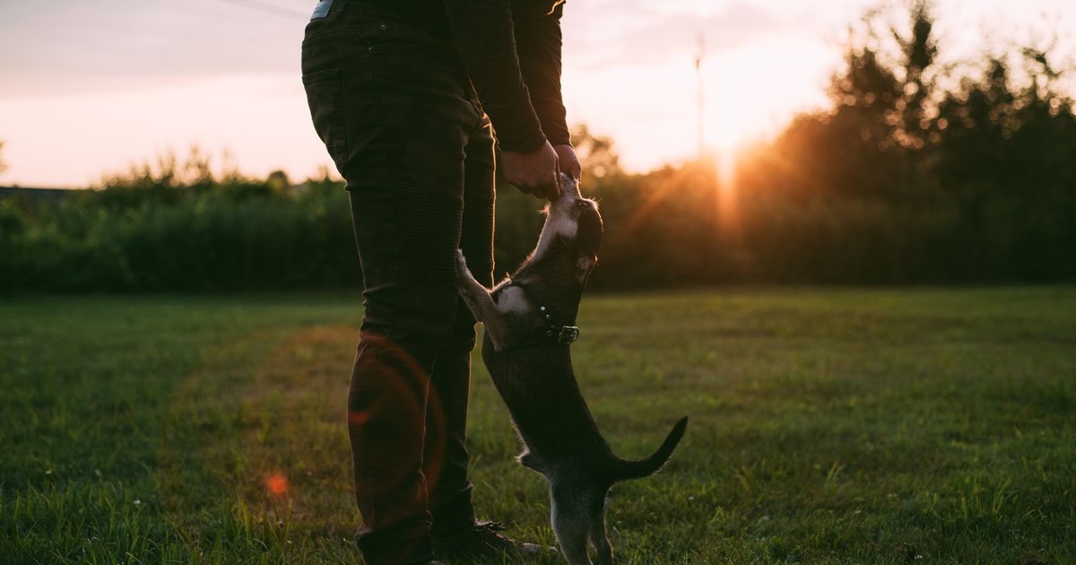How to Vet a Dog Trainer Before You Hand Over Your Dog