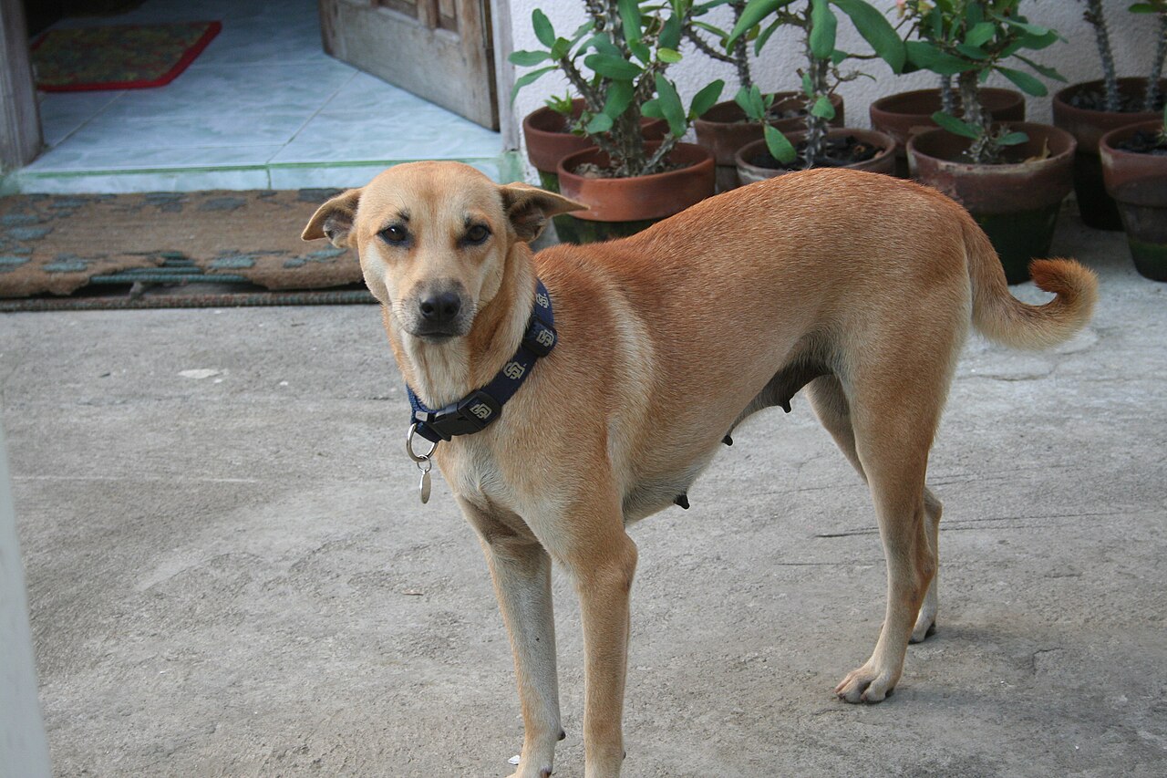 Vetting a Dog Walker or House-Sitter Before You Hand Over the Keys
