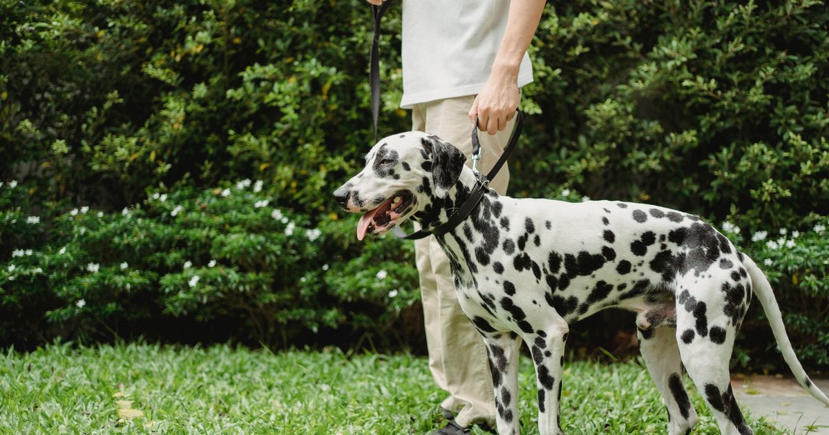 How to Vet a Pet Adopter Before You Rehome